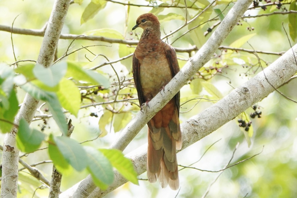 Brown Cuckoo-Dove - ML613361473