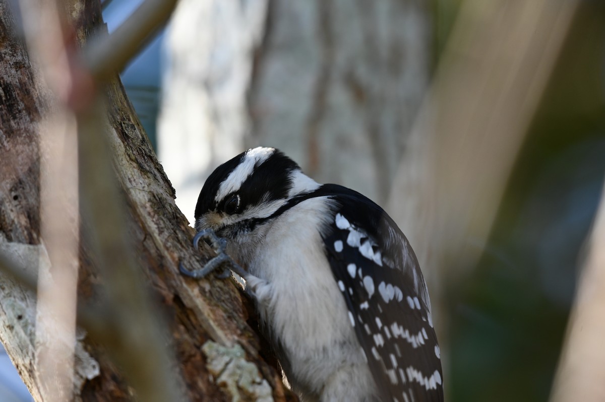 Downy Woodpecker - ML613361569