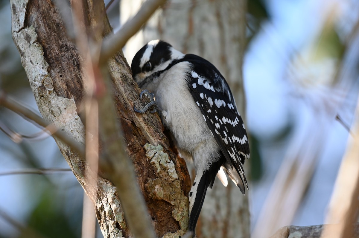 Downy Woodpecker - ML613361570