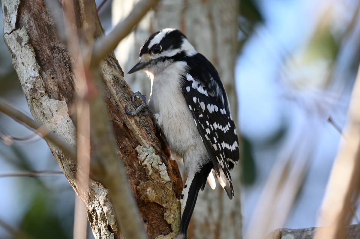 Downy Woodpecker - ML613361571