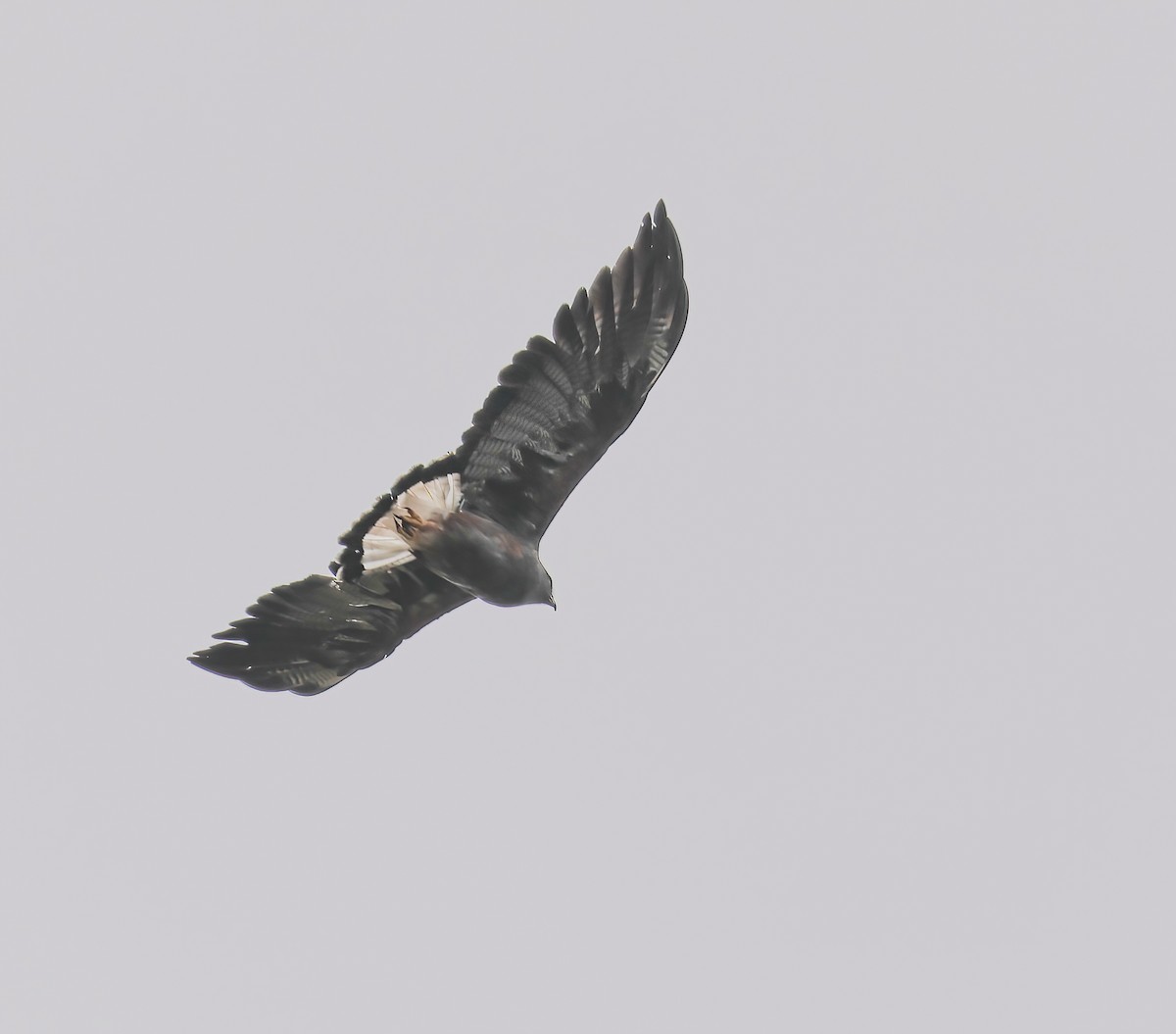White-tailed Hawk - ML613361775