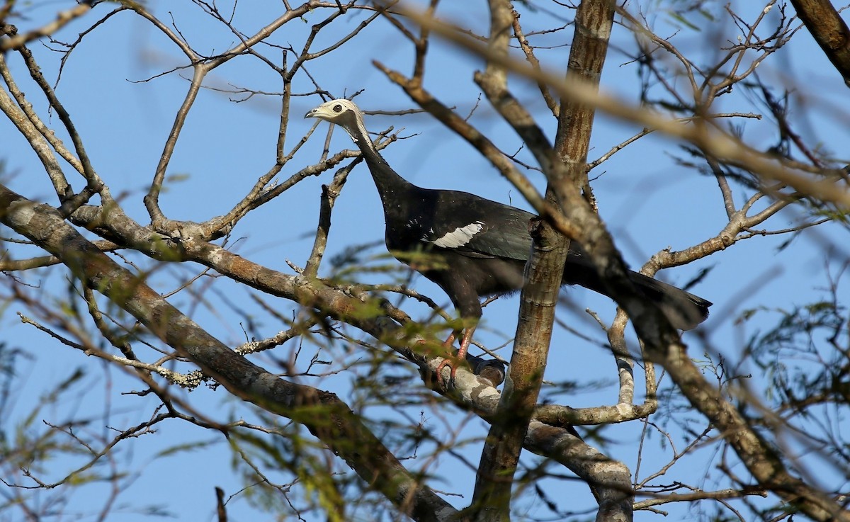 White-throated Piping-Guan - ML613361847