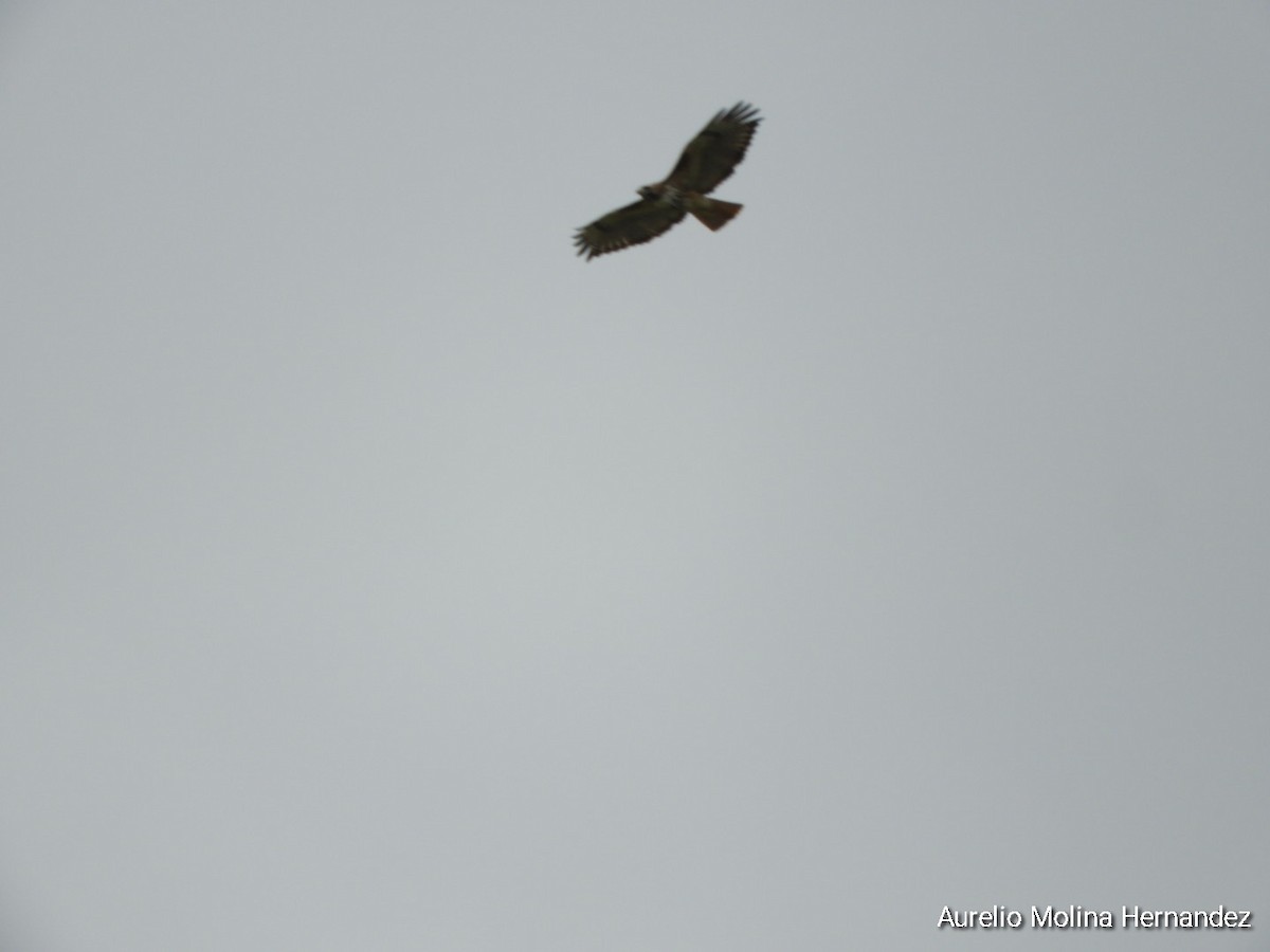 Red-tailed Hawk - ML613361929