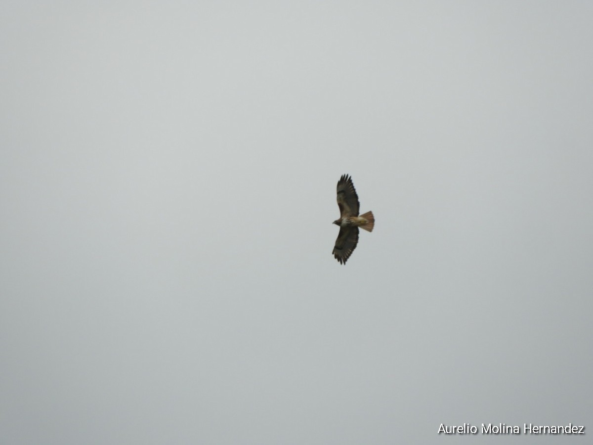 Red-tailed Hawk - ML613361930