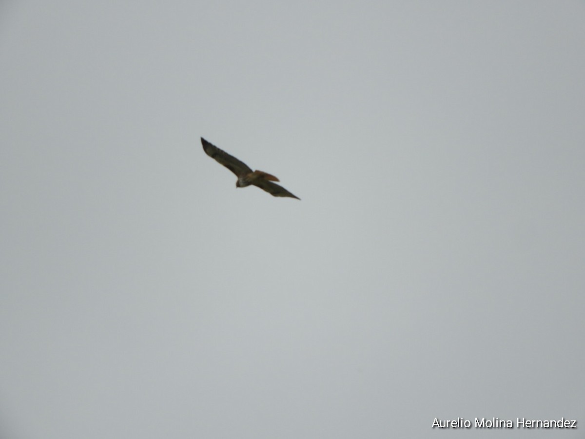Red-tailed Hawk - ML613361932