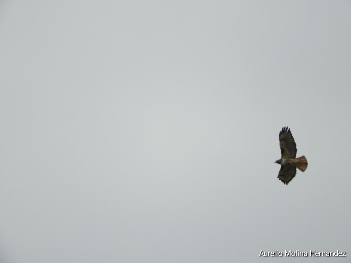 Red-tailed Hawk - ML613361934