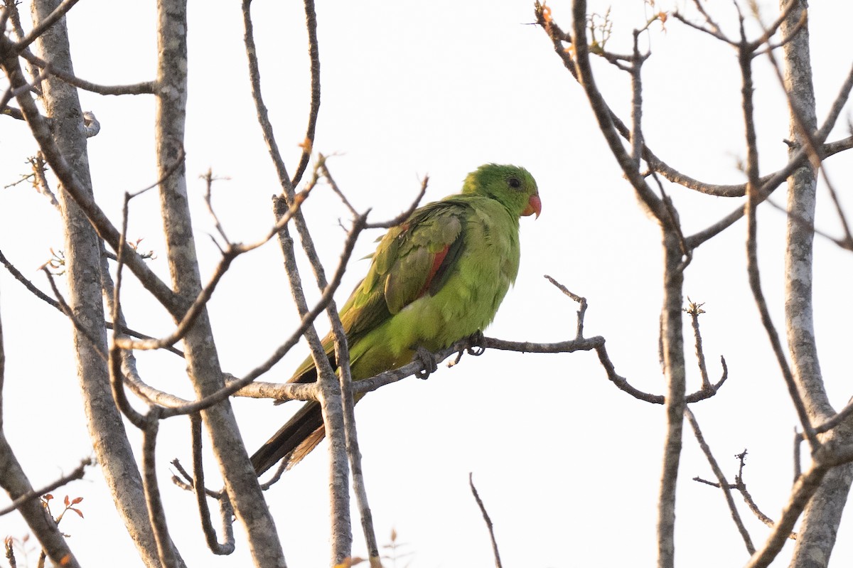 Red-winged Parrot - ML613362203