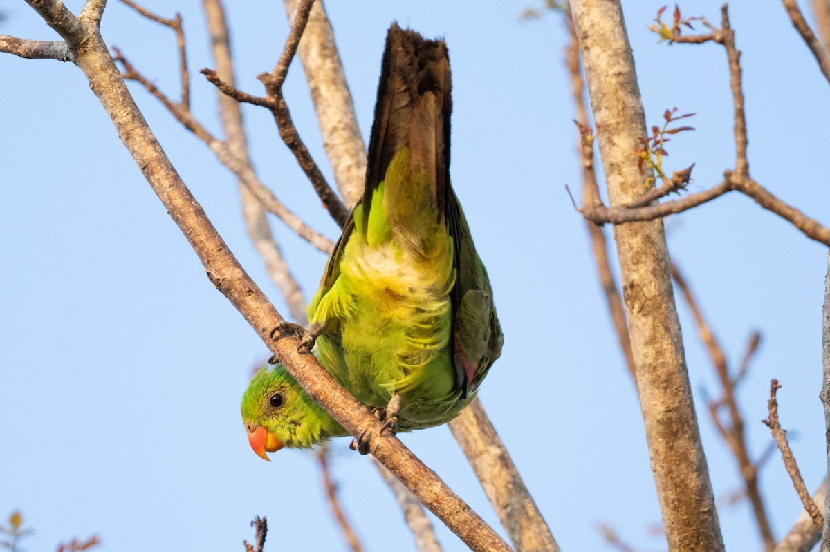 Red-winged Parrot - ML613362207