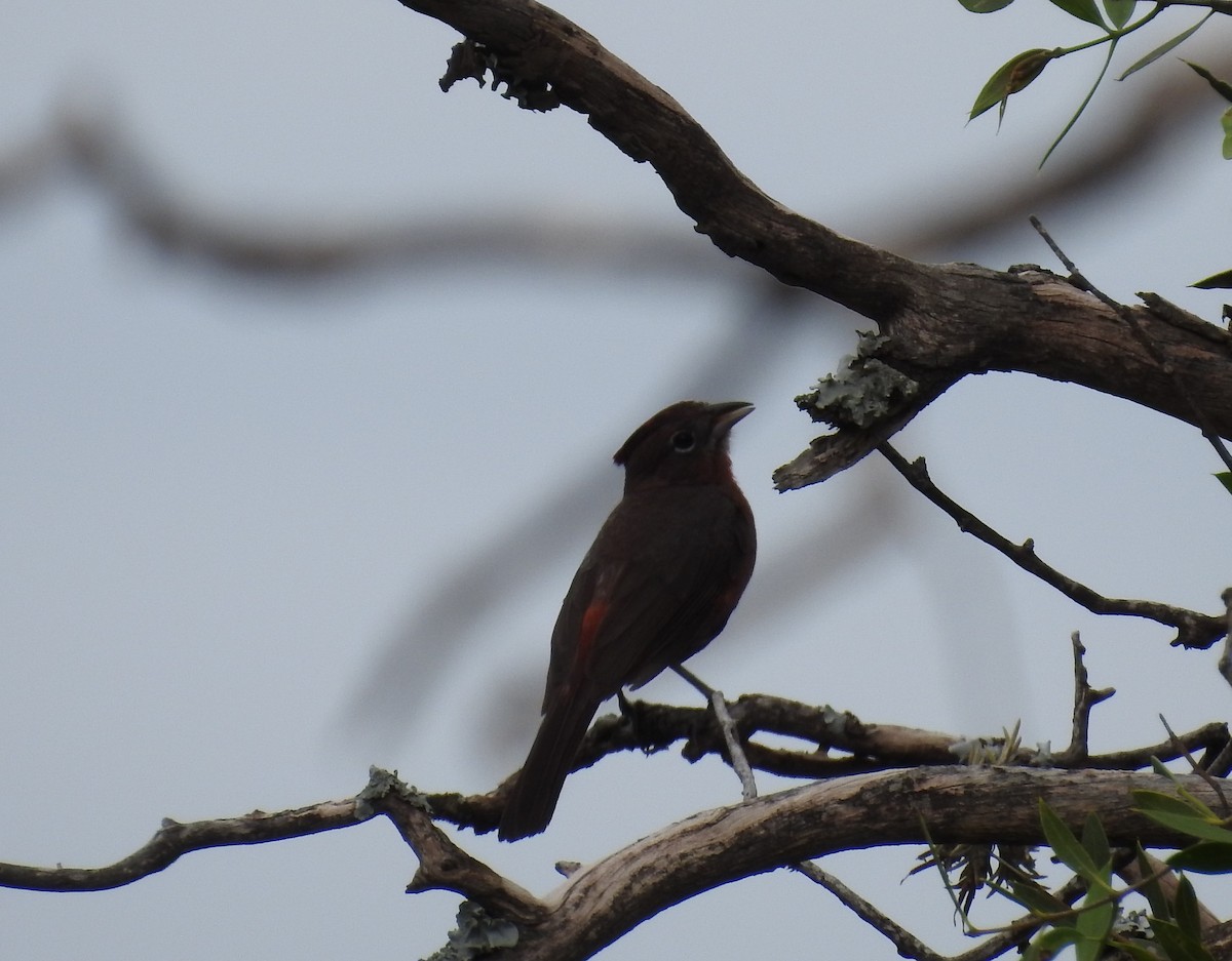 Red-crested Finch - dario wendeler