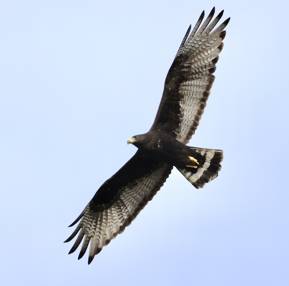 Zone-tailed Hawk - rick nirschl