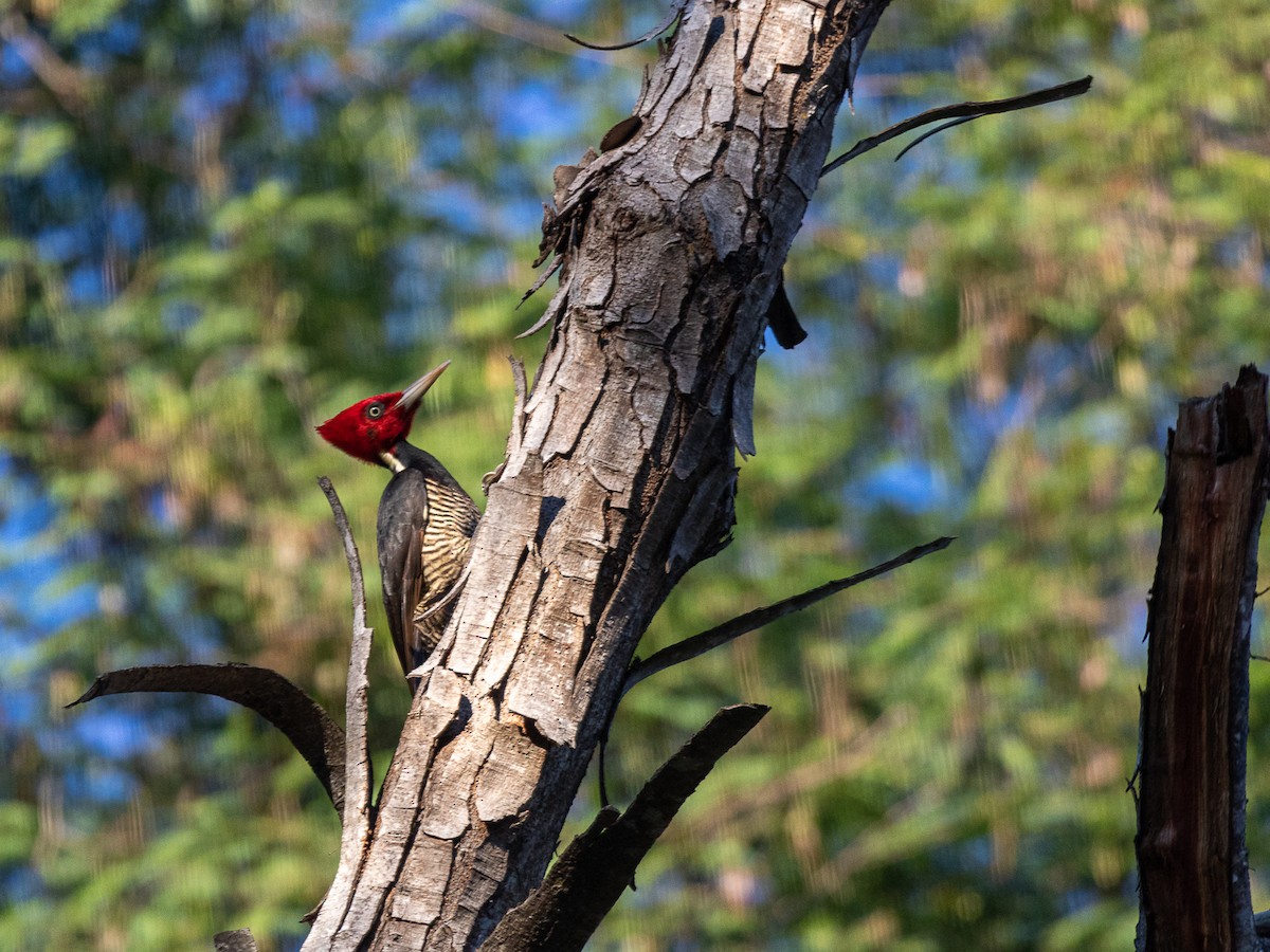 Pale-billed Woodpecker - Aquiles Brinco