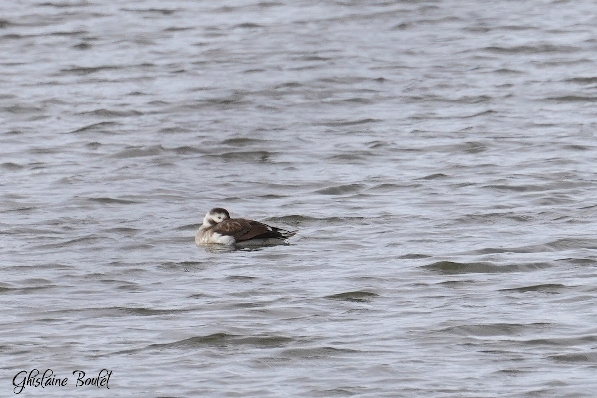 Long-tailed Duck - ML613362639