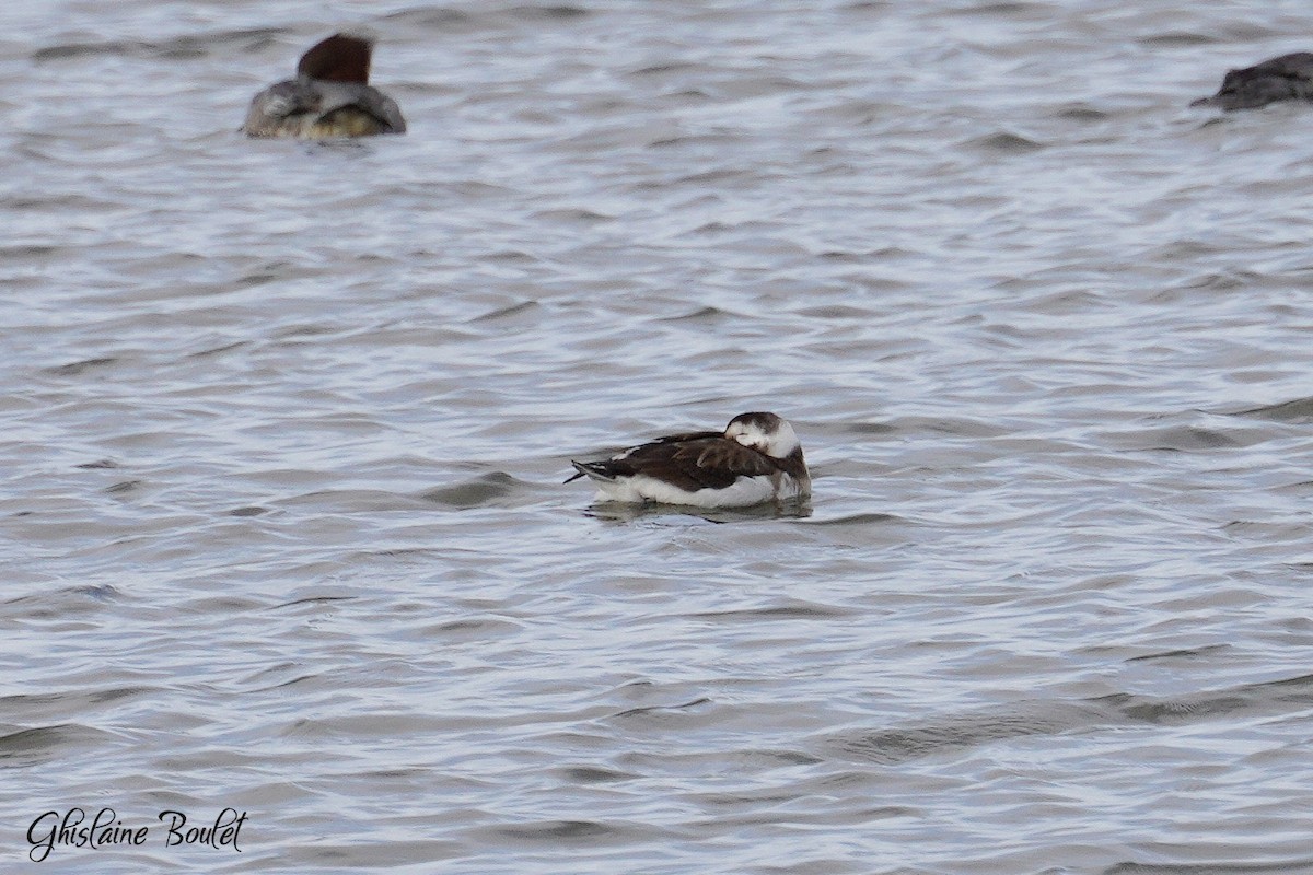 Long-tailed Duck - ML613362640