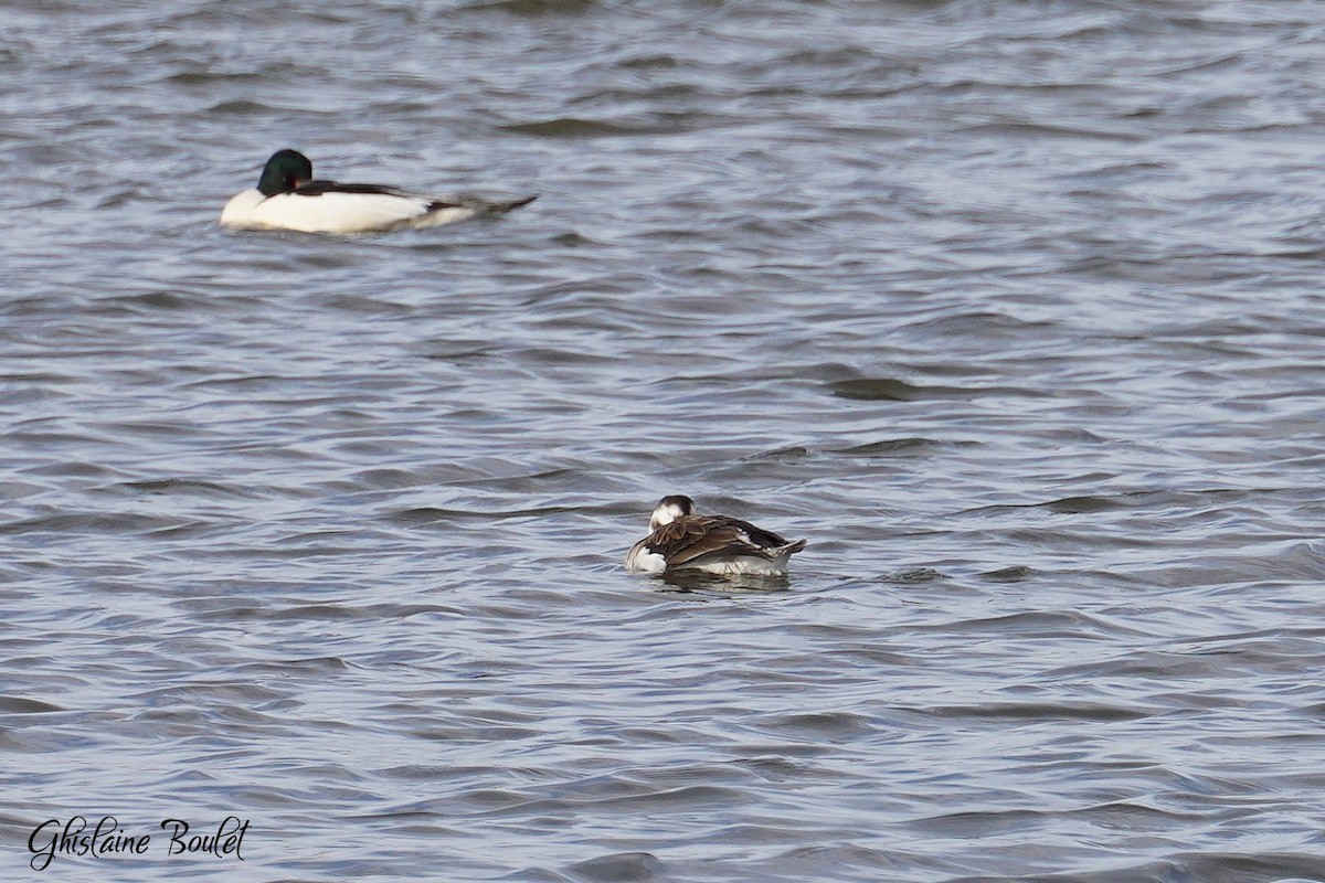 Long-tailed Duck - ML613362641