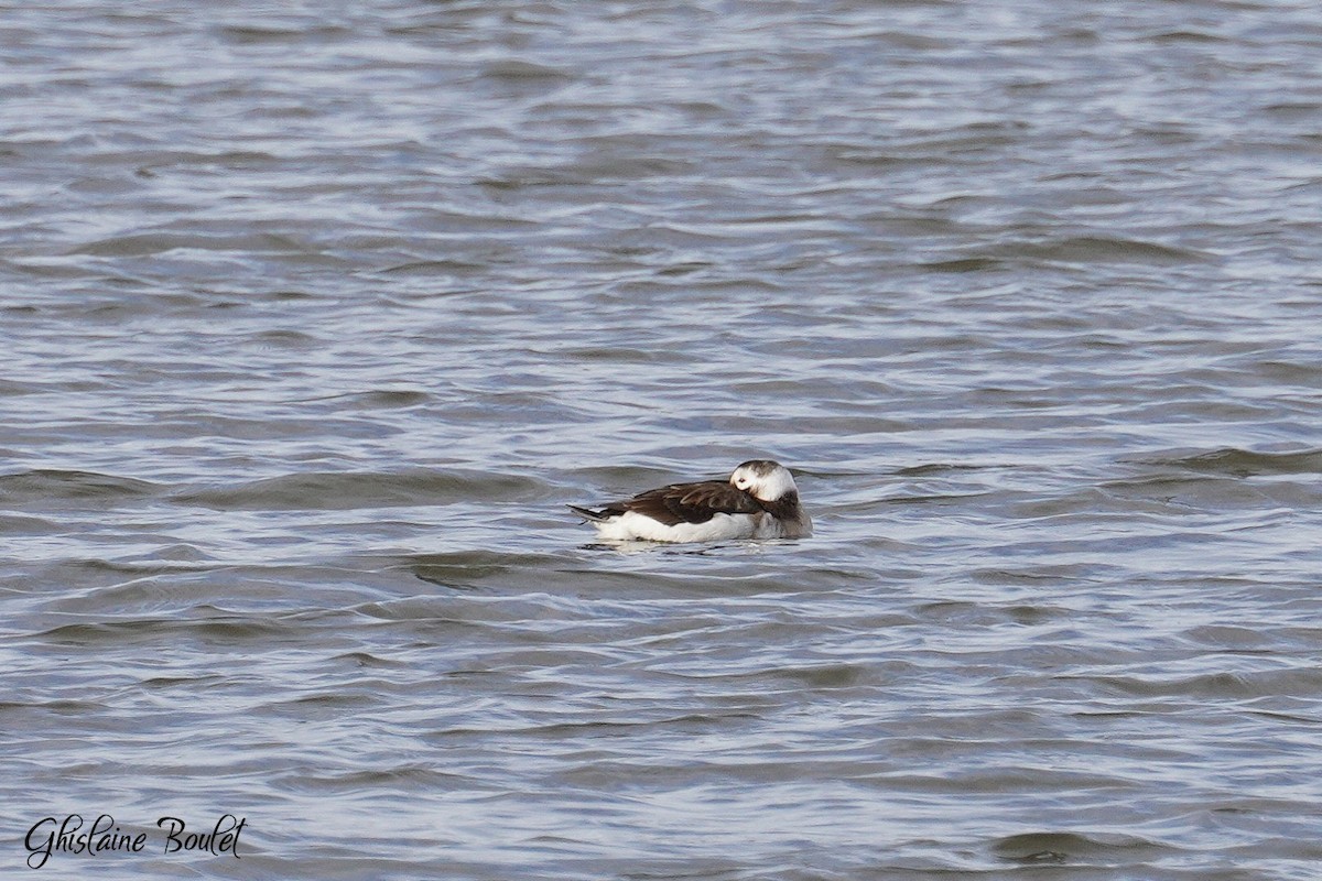 Long-tailed Duck - ML613362642