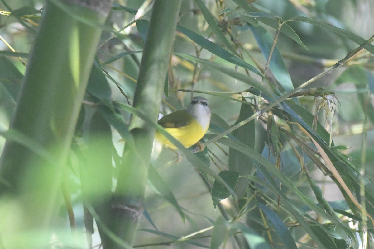 Yellow-bellied Warbler - Tristan Jobin