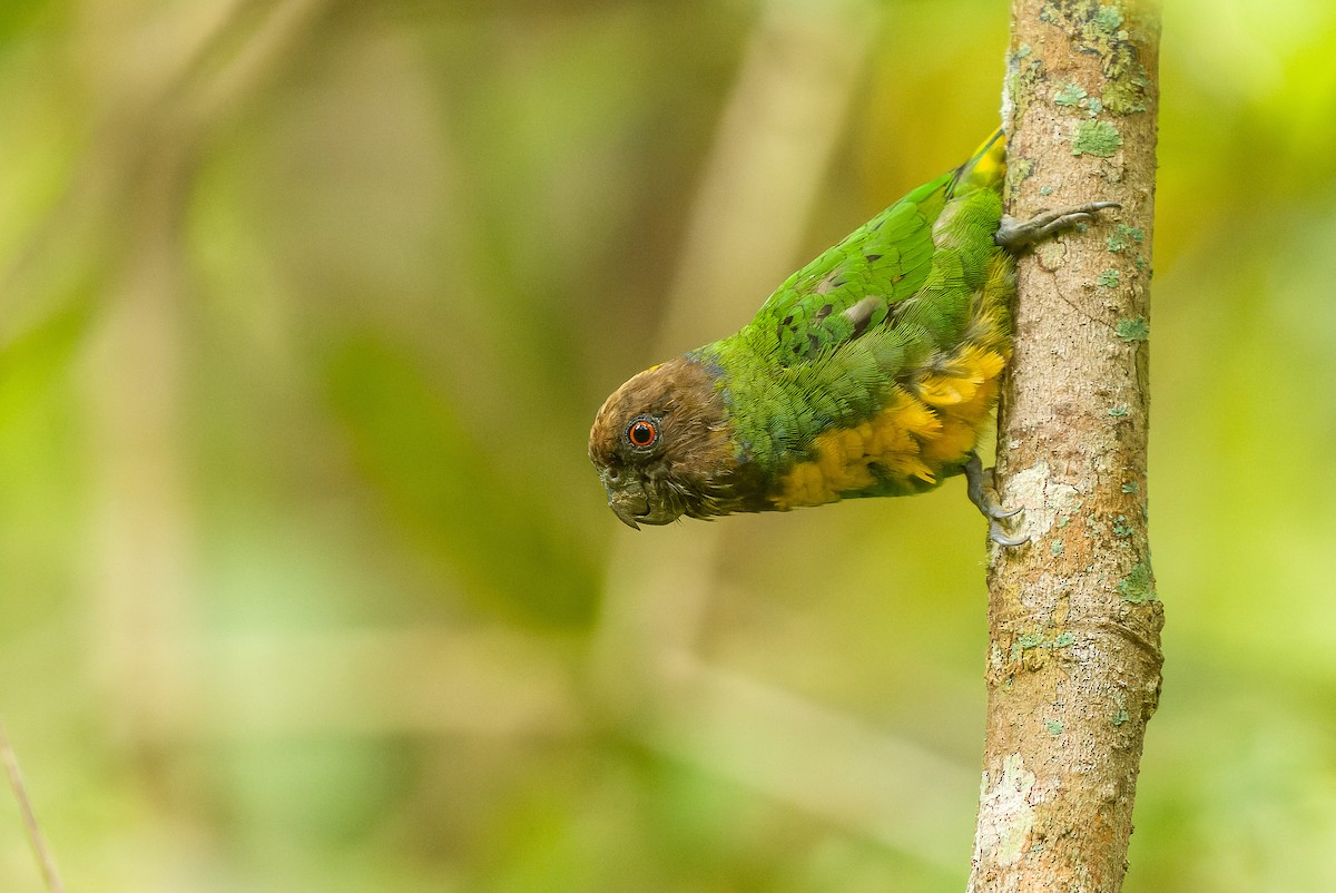 Geelvink Pygmy-Parrot - ML613362753