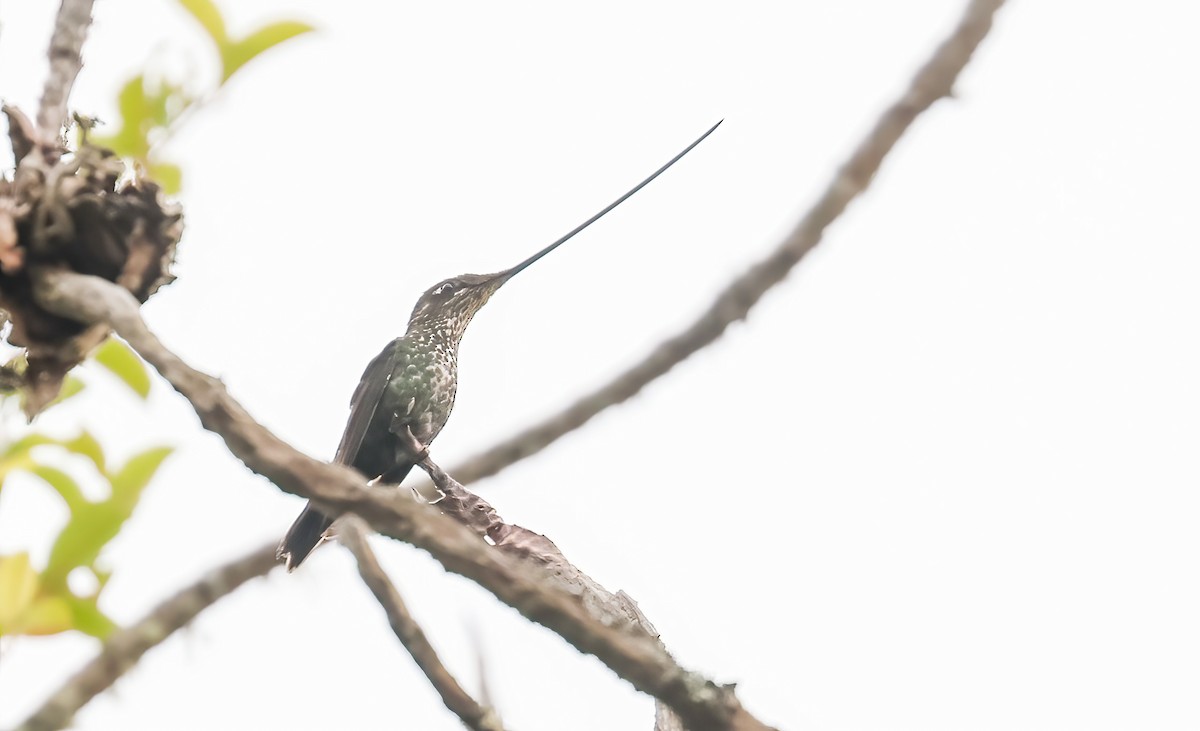 Sword-billed Hummingbird - Jill Casperson