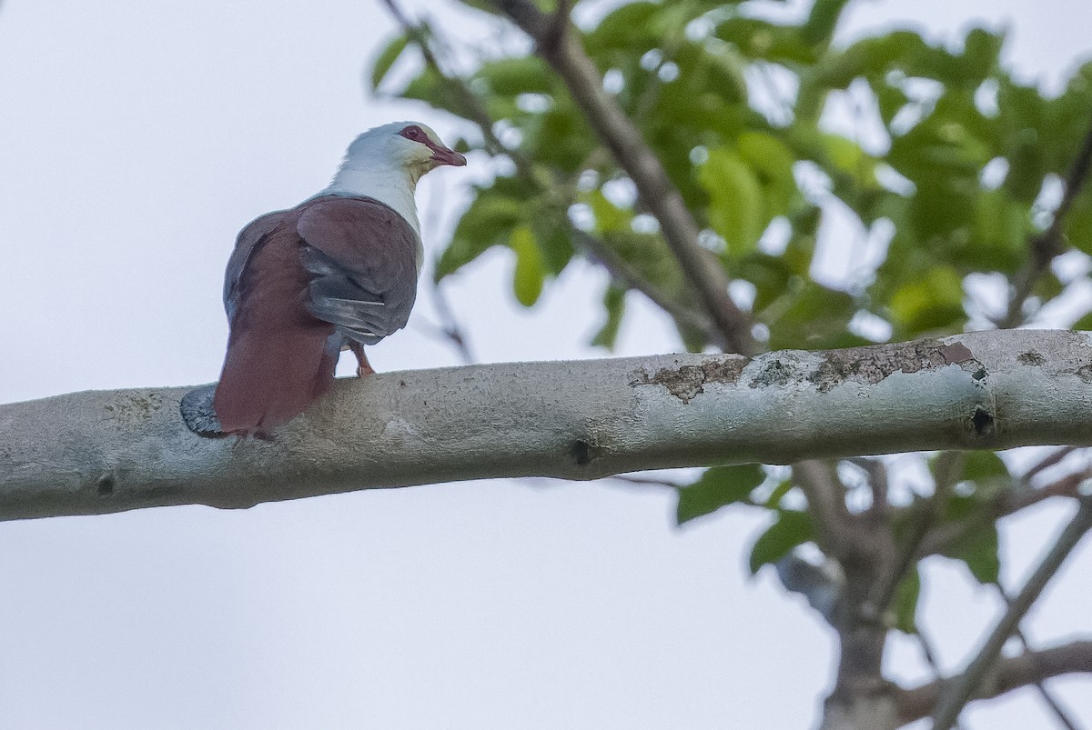Great Cuckoo-Dove - ML613362855