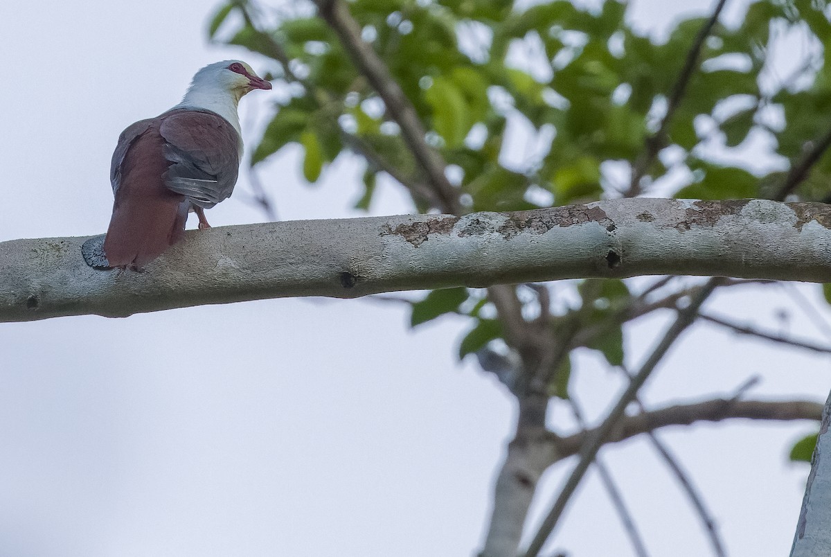 Great Cuckoo-Dove - ML613362857