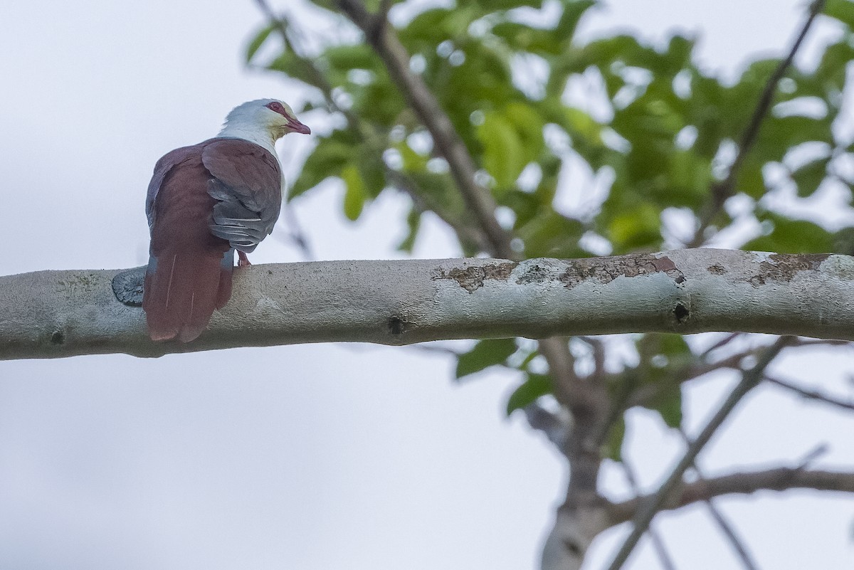 Great Cuckoo-Dove - ML613362858