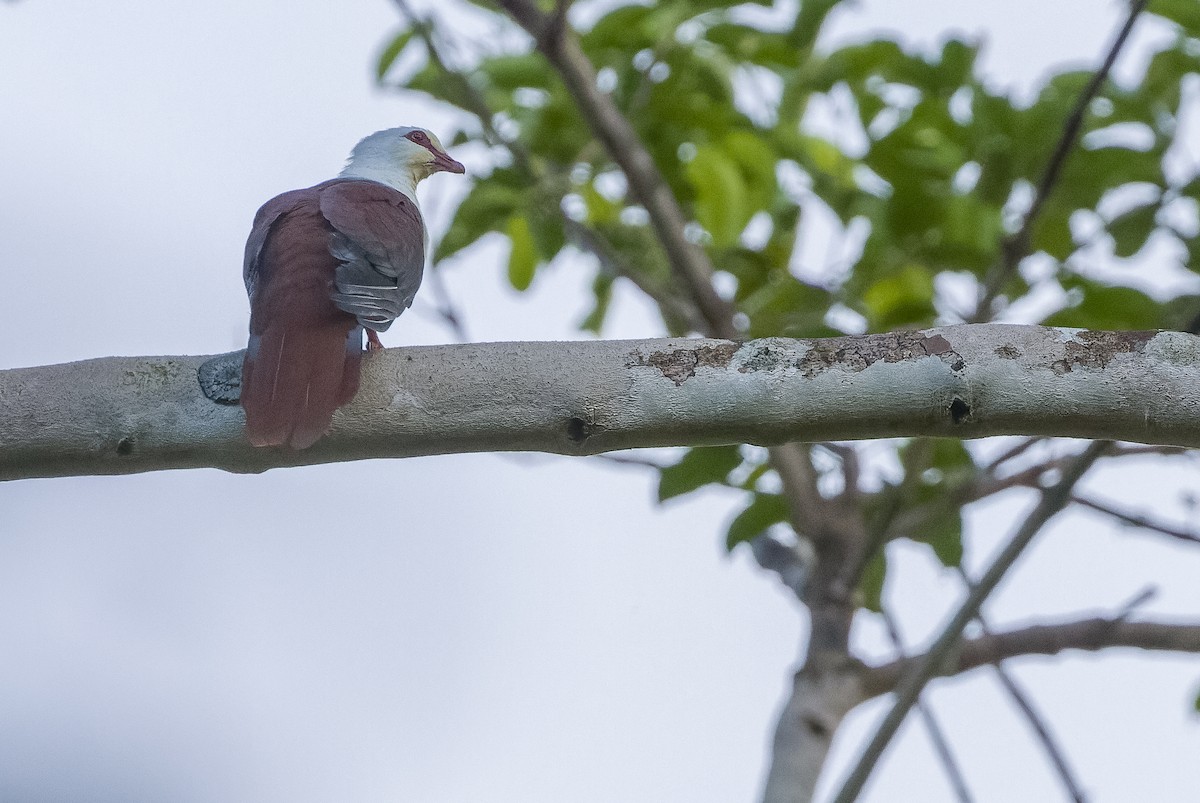 Great Cuckoo-Dove - ML613362859