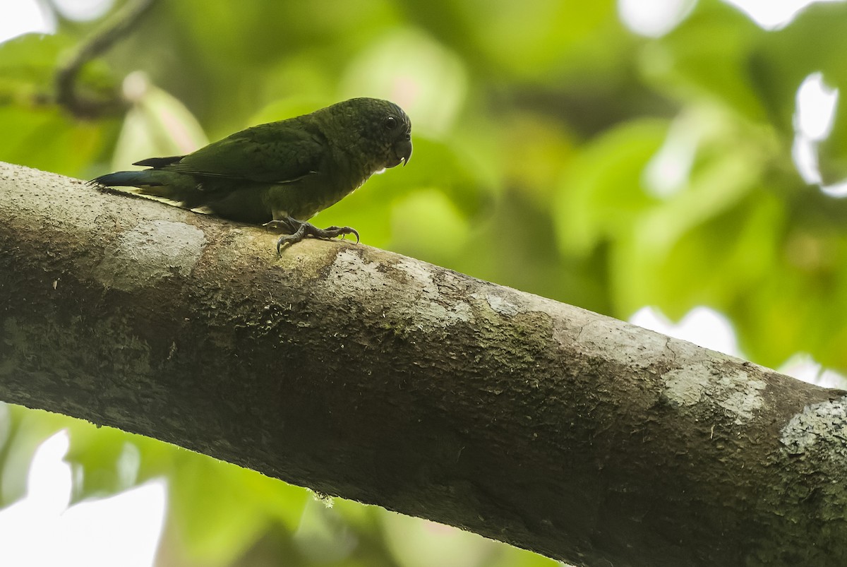 Geelvink Pygmy-Parrot - ML613362984