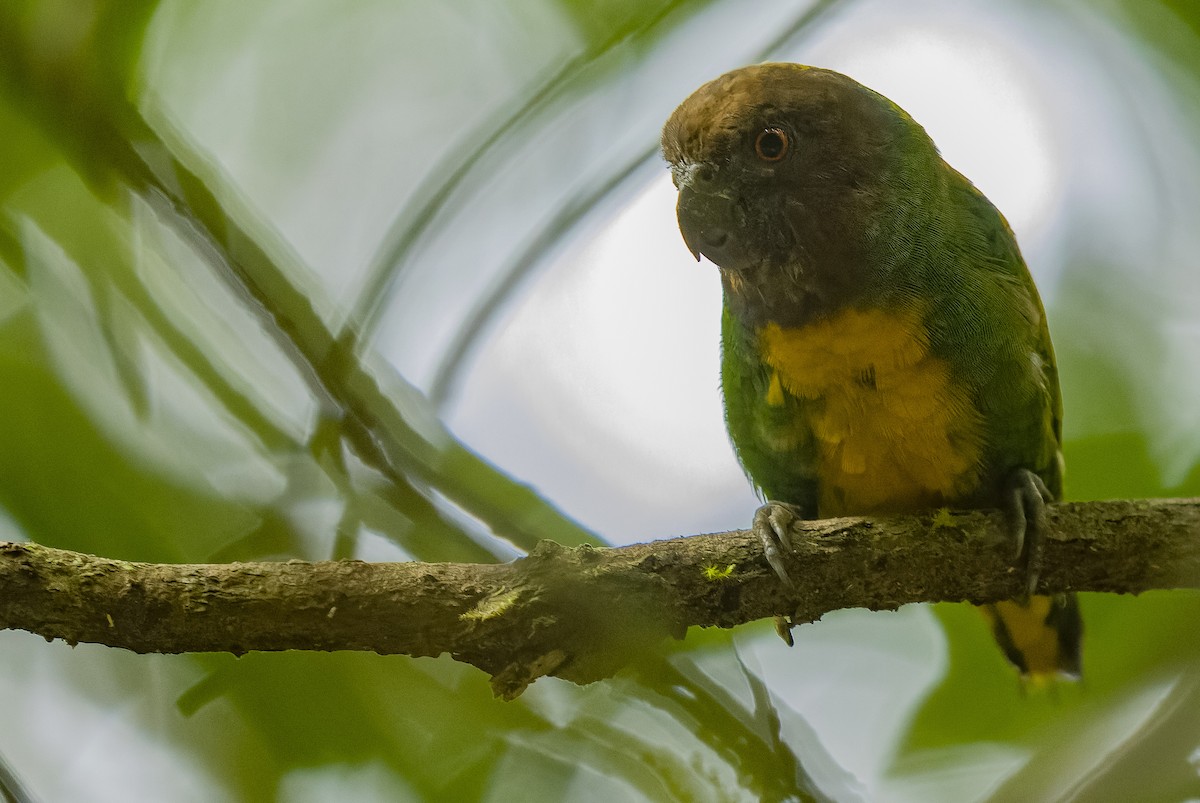 Geelvink Pygmy-Parrot - ML613362987