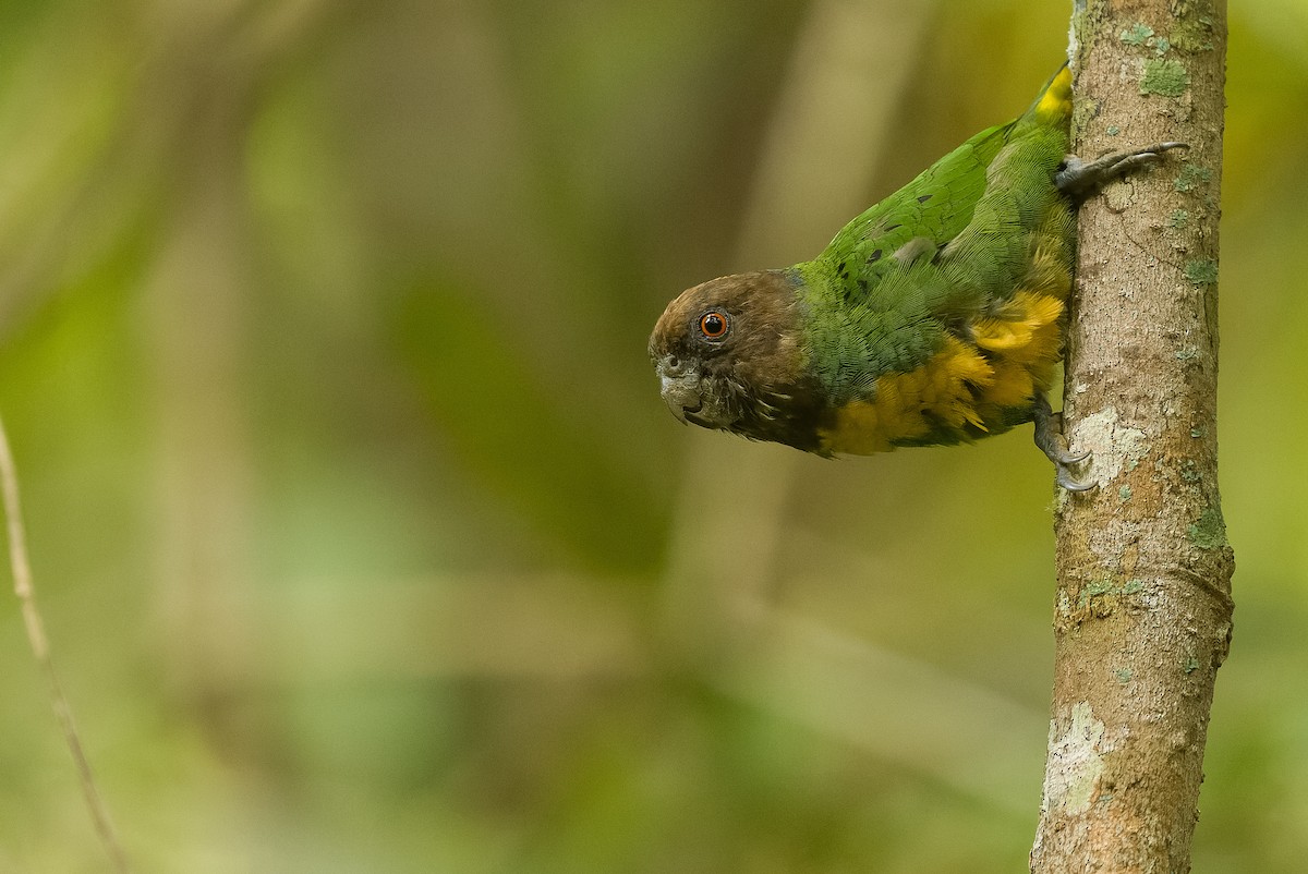 Geelvink Pygmy-Parrot - ML613362988