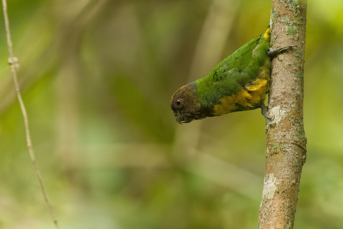 Geelvink Pygmy-Parrot - ML613362990