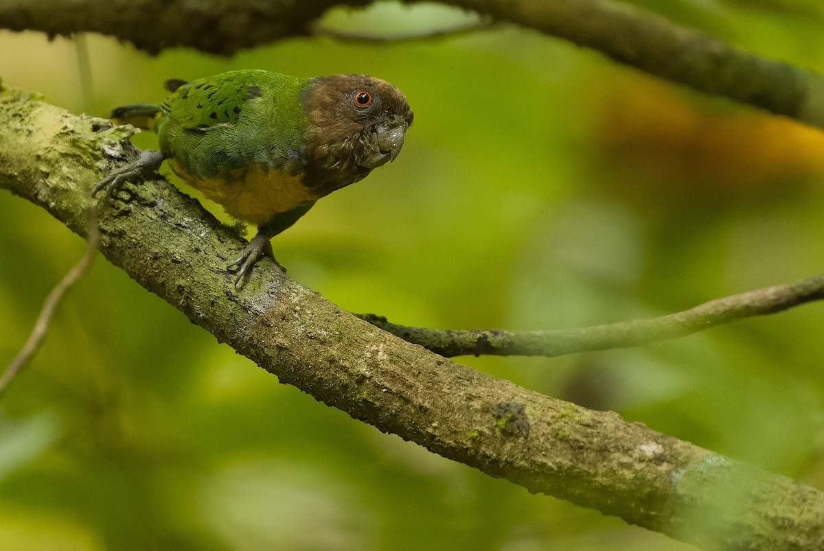 Geelvink Pygmy-Parrot - ML613362995