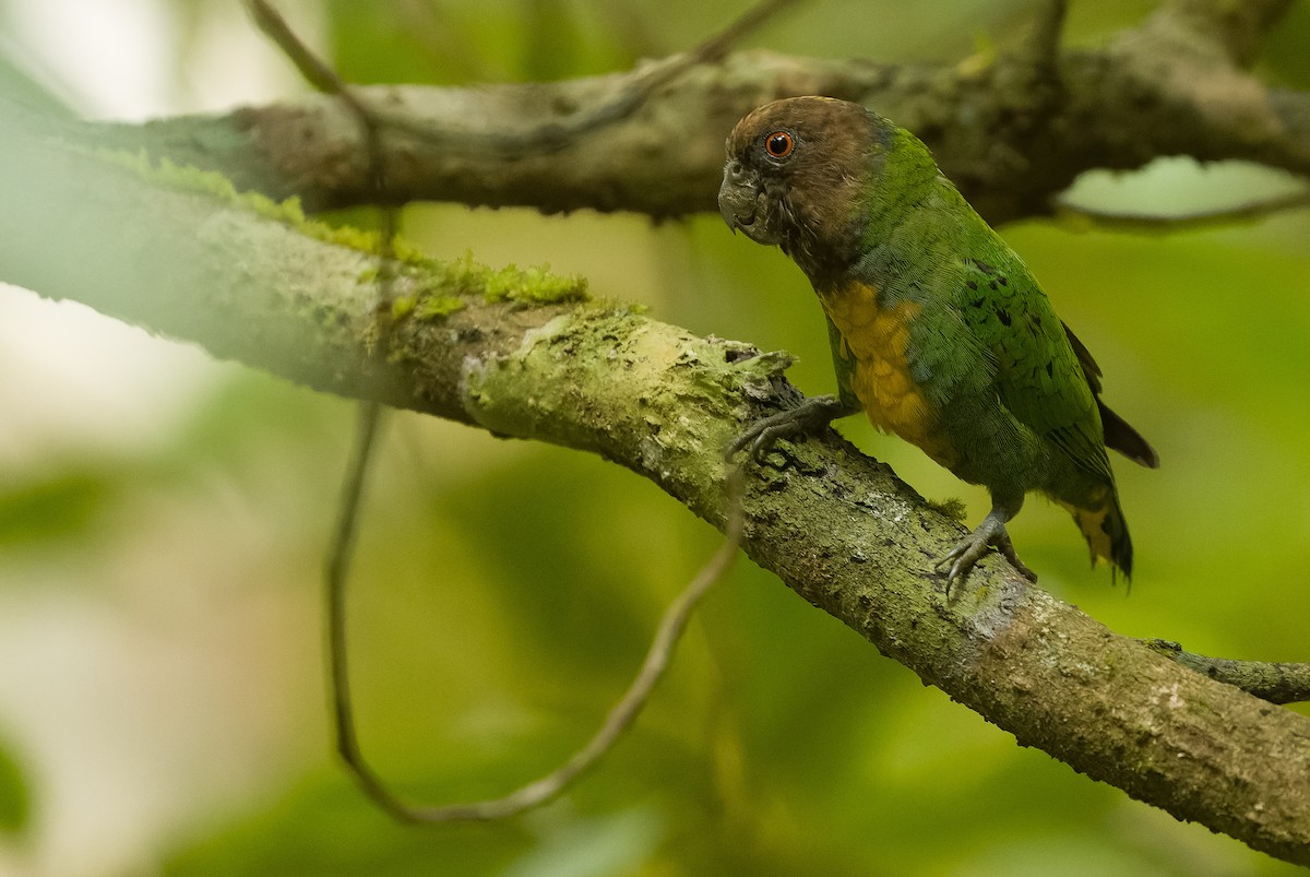 Geelvink Pygmy-Parrot - ML613362996