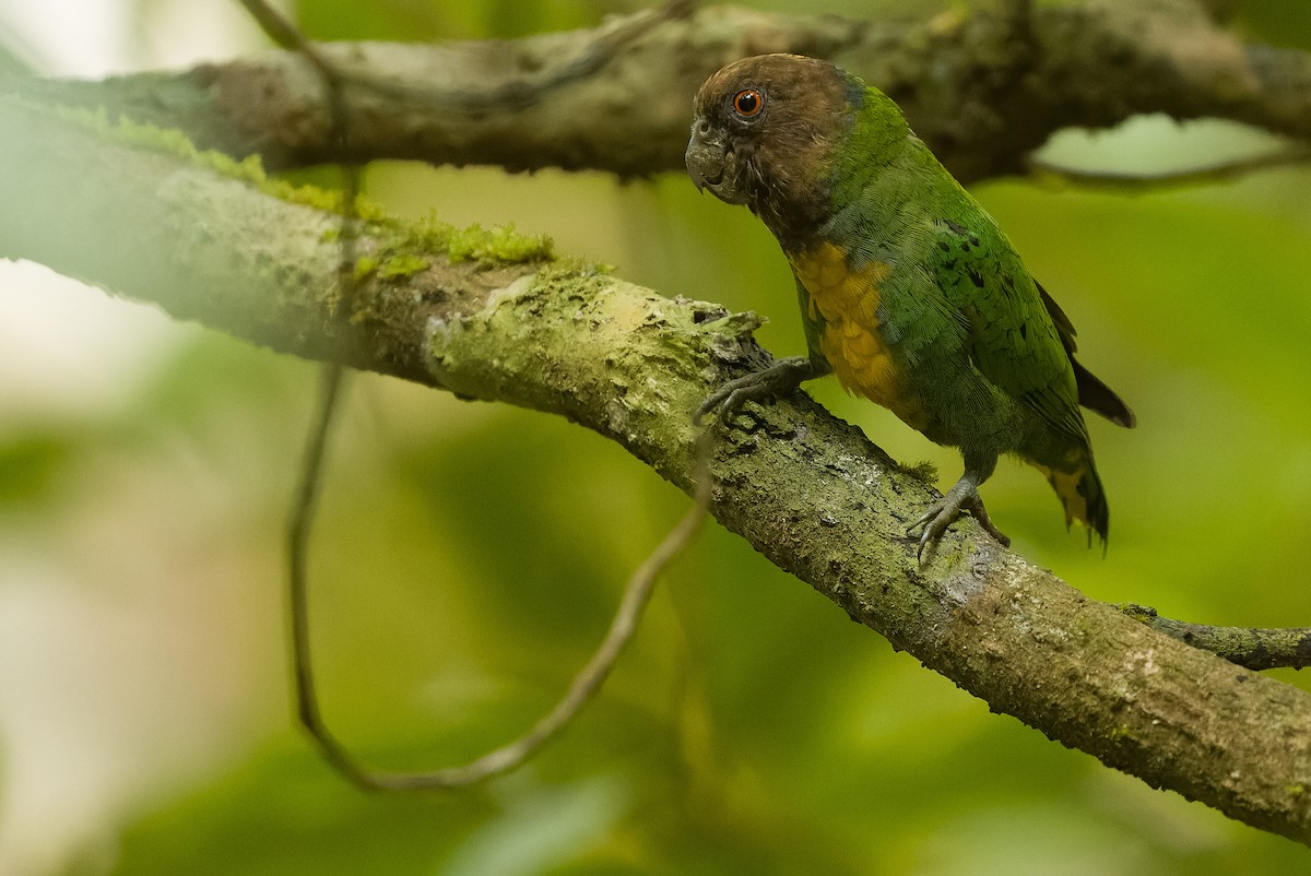 Geelvink Pygmy-Parrot - ML613362997
