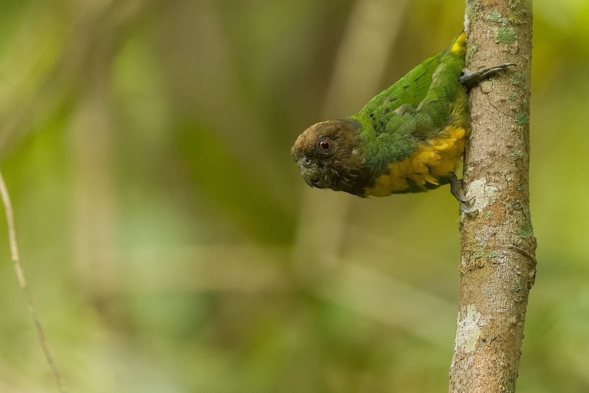 Geelvink Pygmy-Parrot - ML613362998