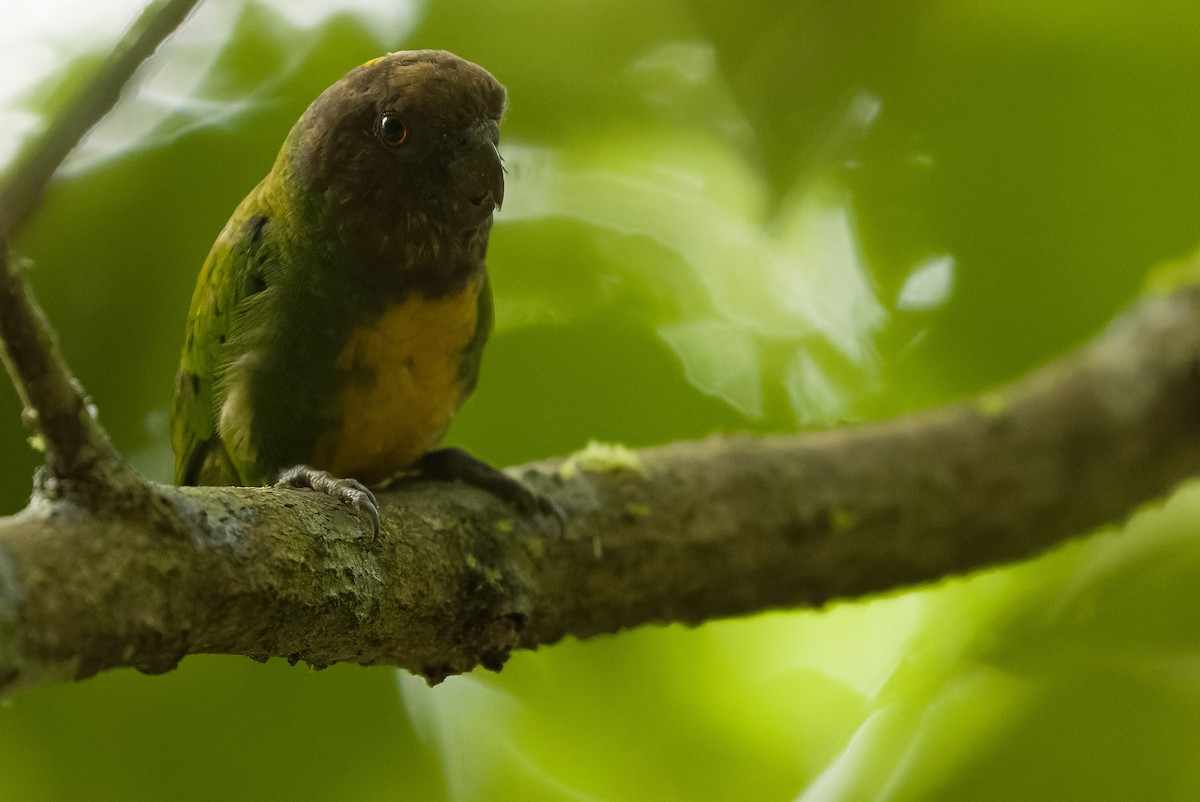 Geelvink Pygmy-Parrot - ML613362999