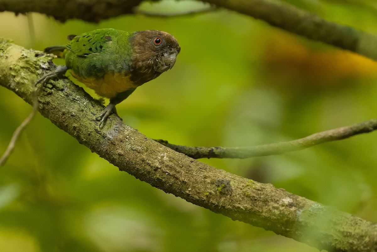 Geelvink Pygmy-Parrot - ML613363000