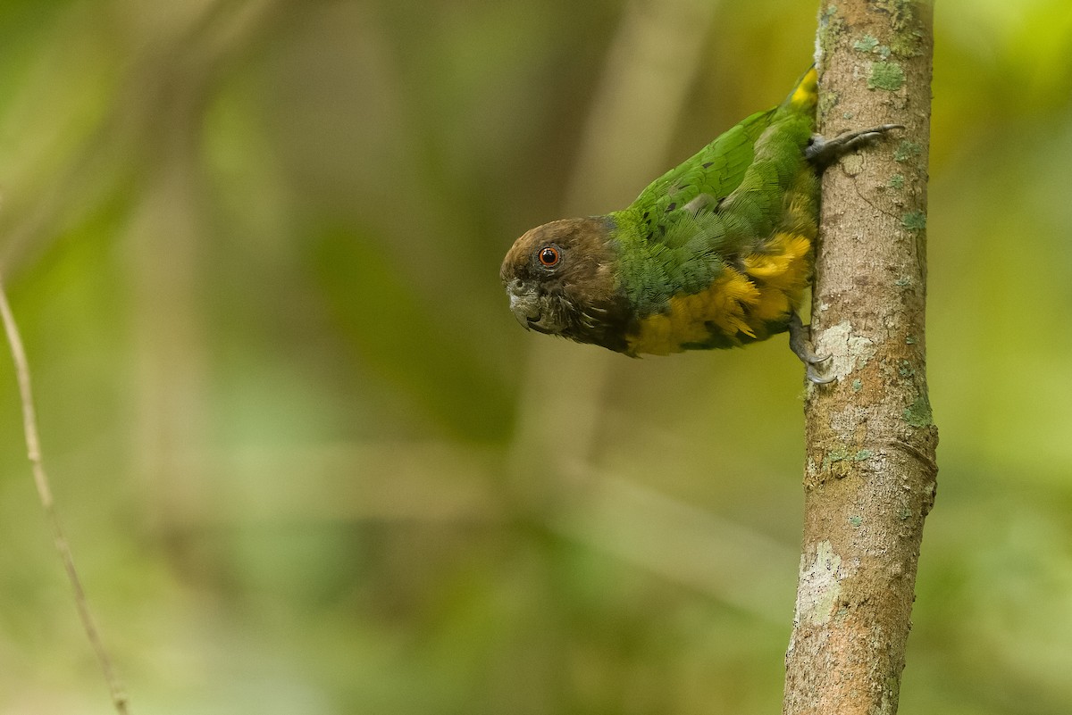 Geelvink Pygmy-Parrot - Joachim Bertrands
