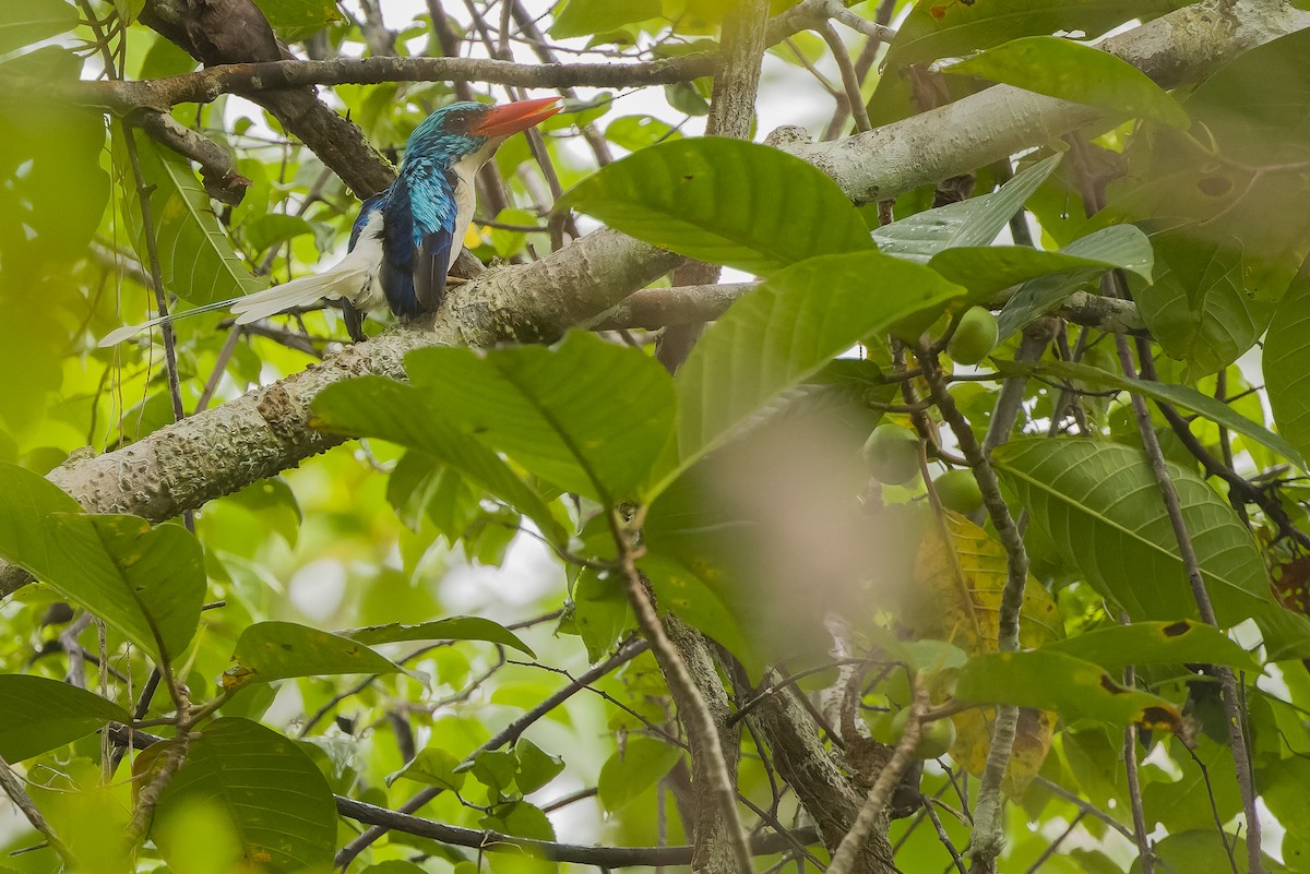 Biak Paradise-Kingfisher - ML613363052