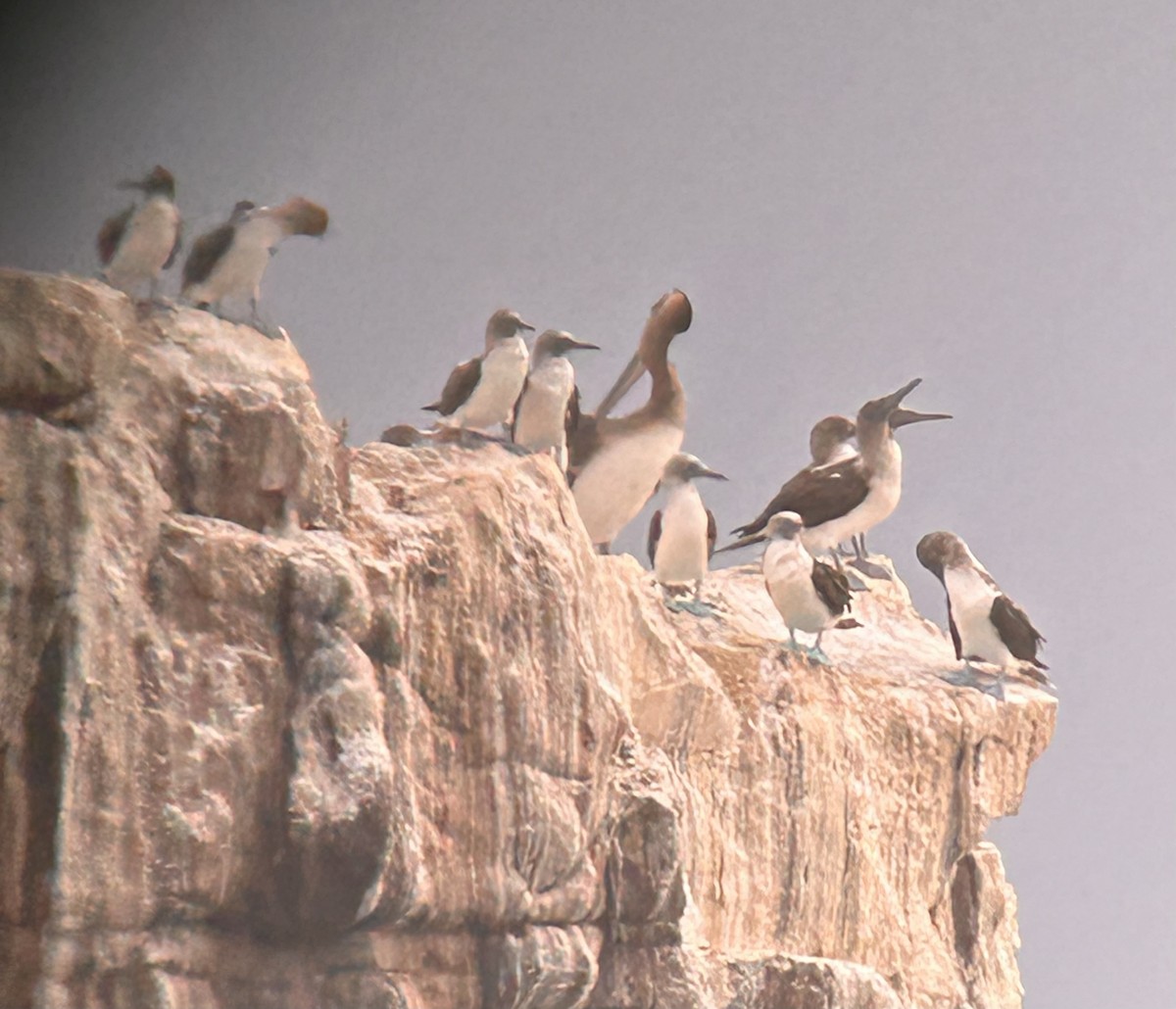 Blue-footed Booby - ML613363261