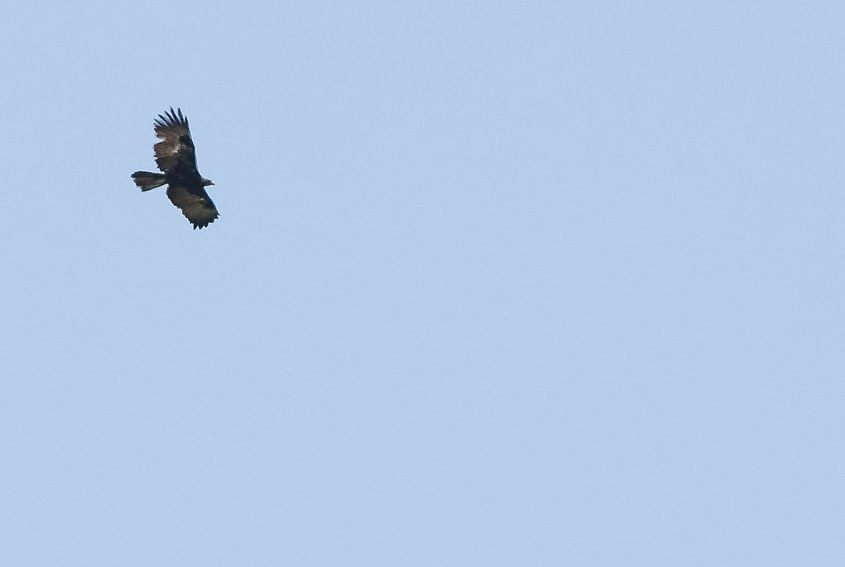 Молуккский орёл - ML613363296