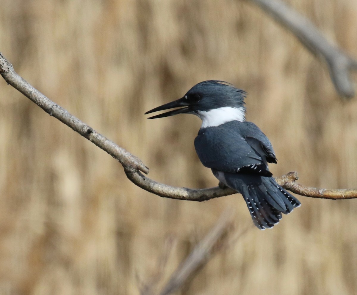 Belted Kingfisher - ML613363365