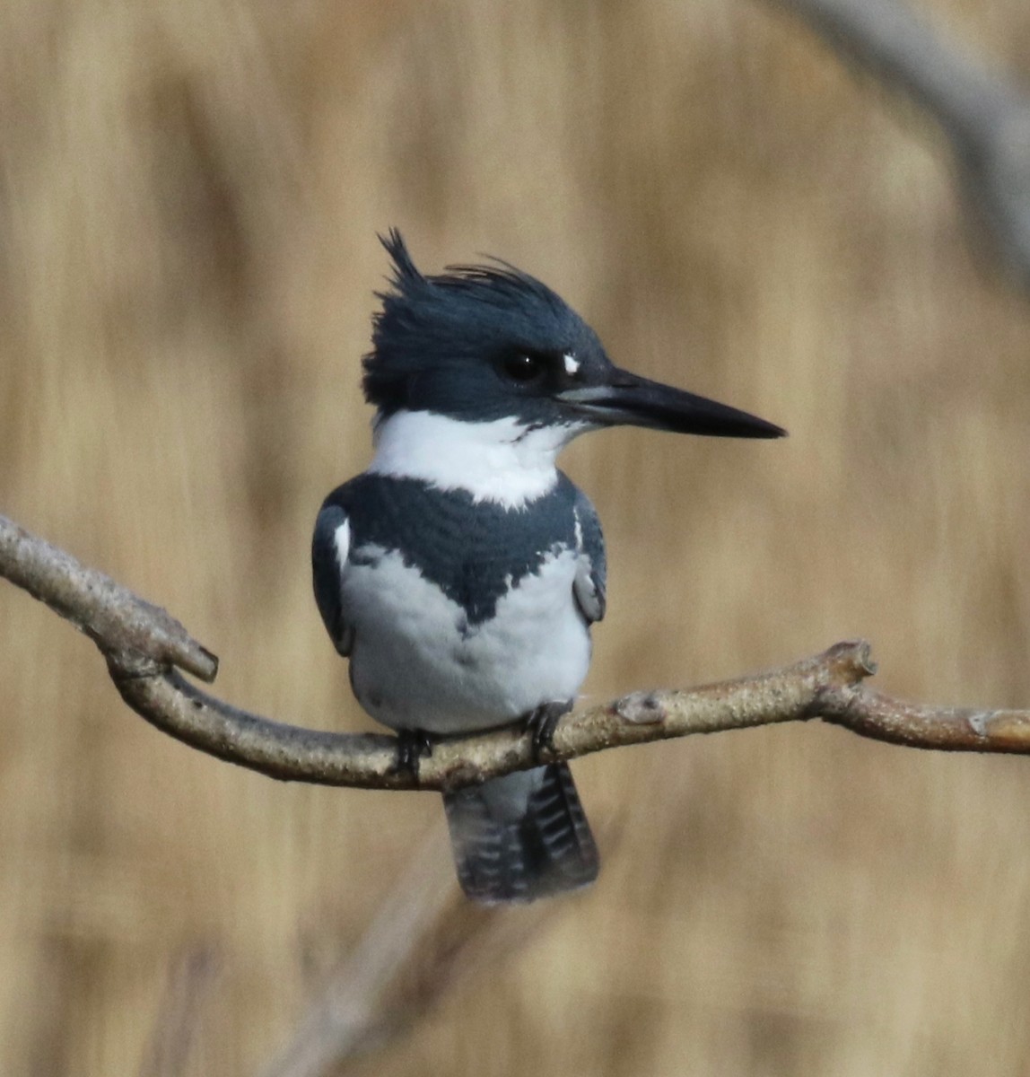Belted Kingfisher - ML613363367