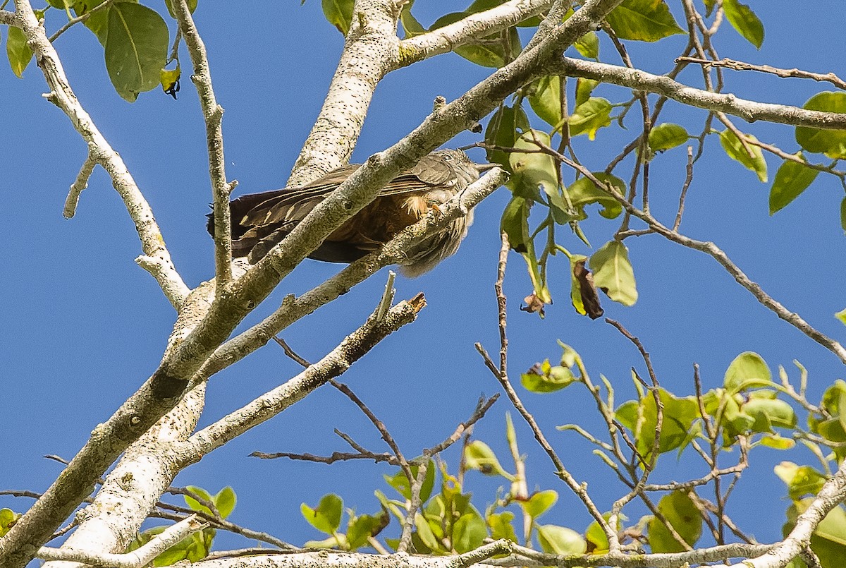 Brush Cuckoo (Australasian) - ML613363456