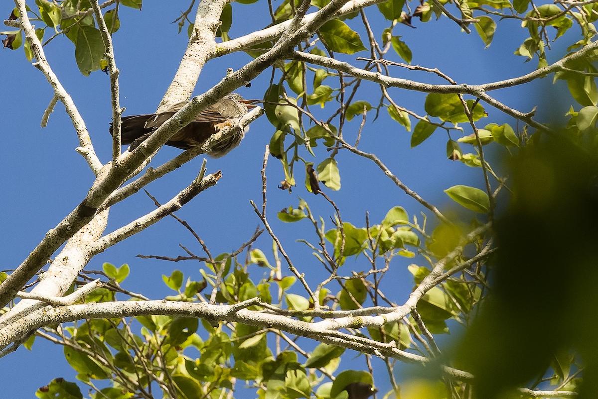 Brush Cuckoo (Australasian) - ML613363458
