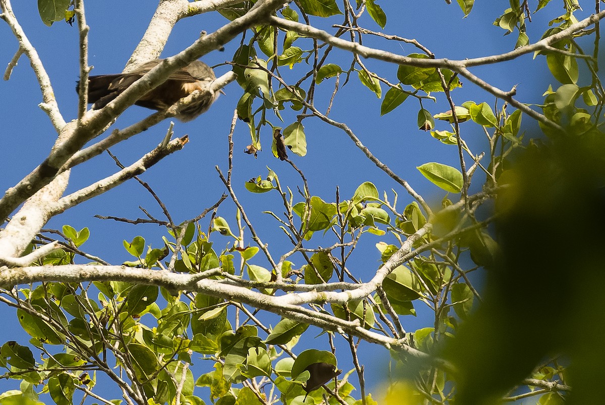 Brush Cuckoo (Australasian) - ML613363459