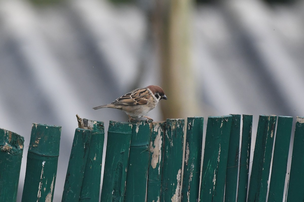 Eurasian Tree Sparrow - Tristan Jobin
