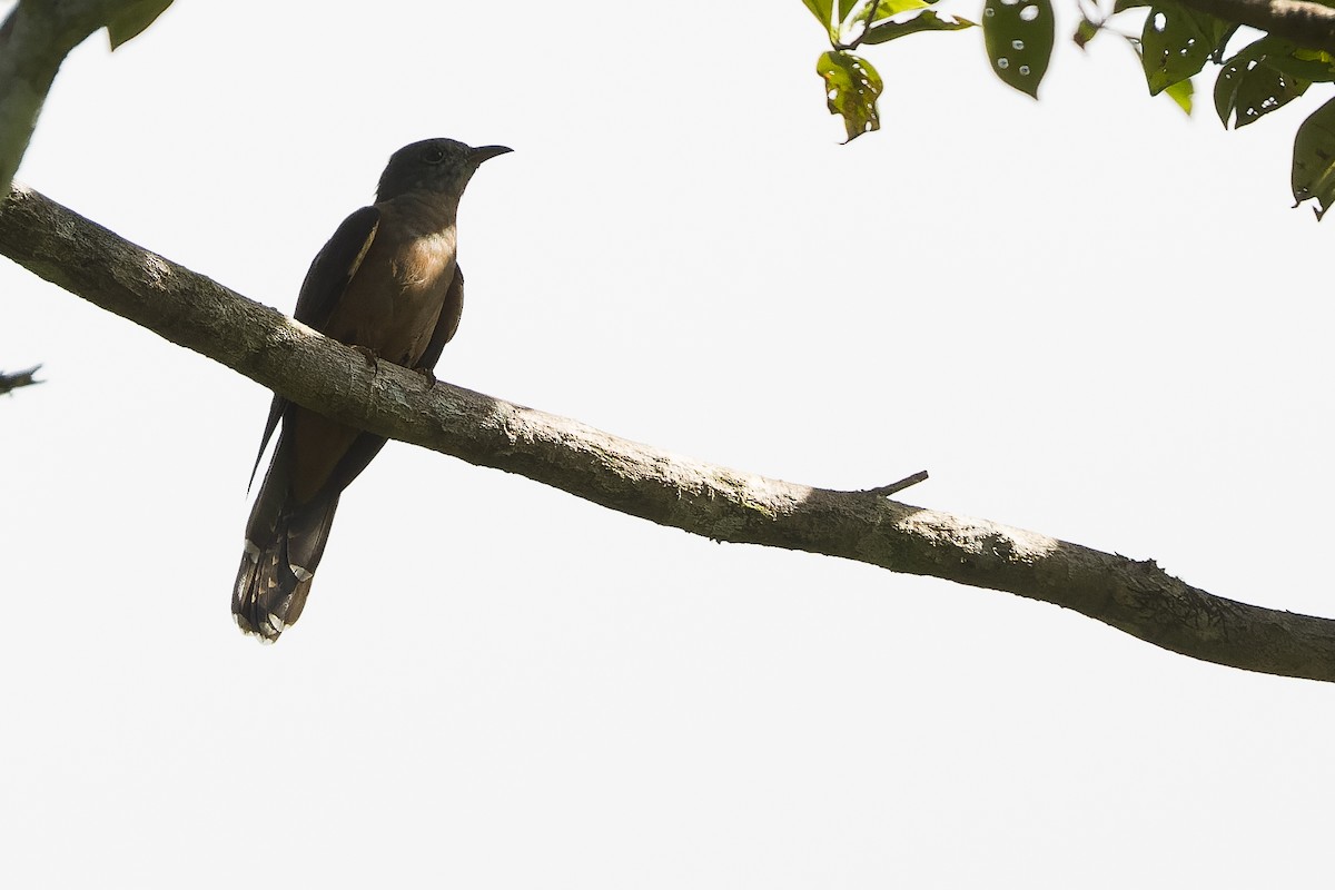 Brush Cuckoo (Australasian) - ML613363933