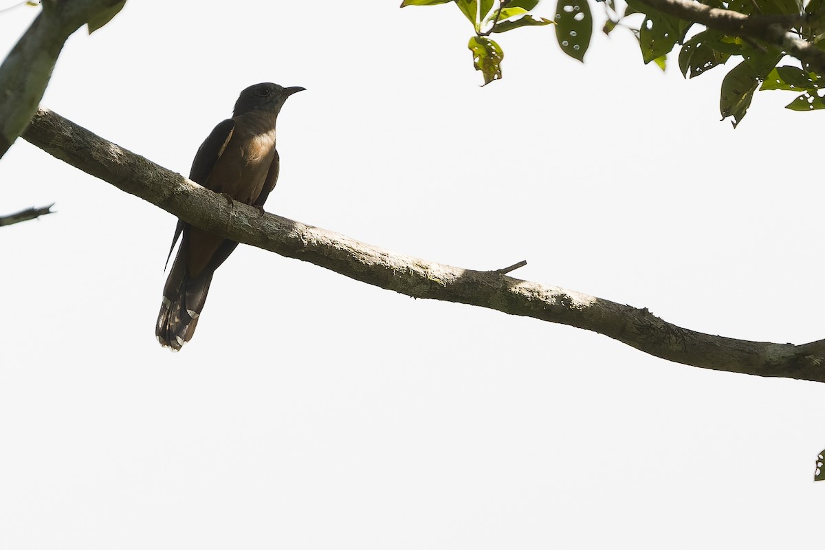 Brush Cuckoo (Australasian) - ML613363934