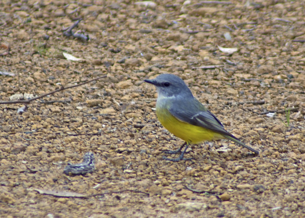 Western Yellow Robin - Anthony Eales