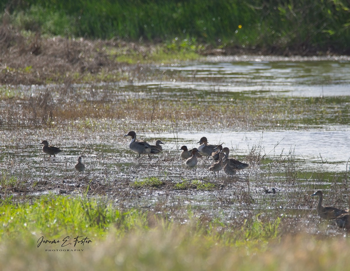 EBird Caribbean Checklist 7 Jan 2024 Woodbourne Shorebird Refuge   1200